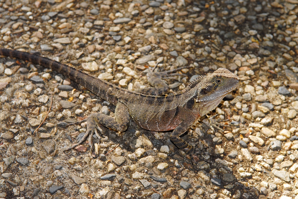 0748 Kuranda Koala Gardens.jpg